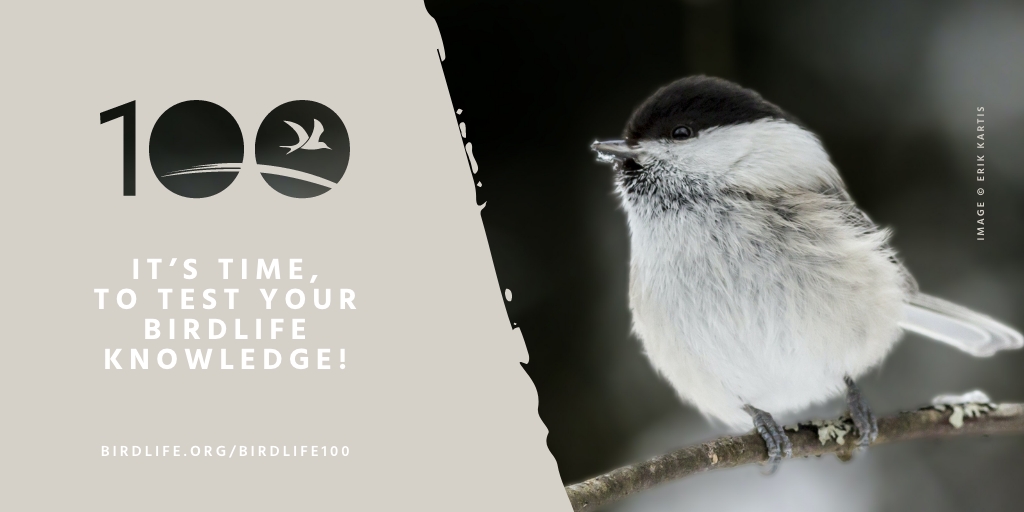 BirdLife_News's tweet photo. 🤔🐦 How much do you know about #BirdConservation?
❓ Put your knowledge to the test with our quiz! ⬇
#100YearsOfConservation https://t.co/3CvfHyuFDI