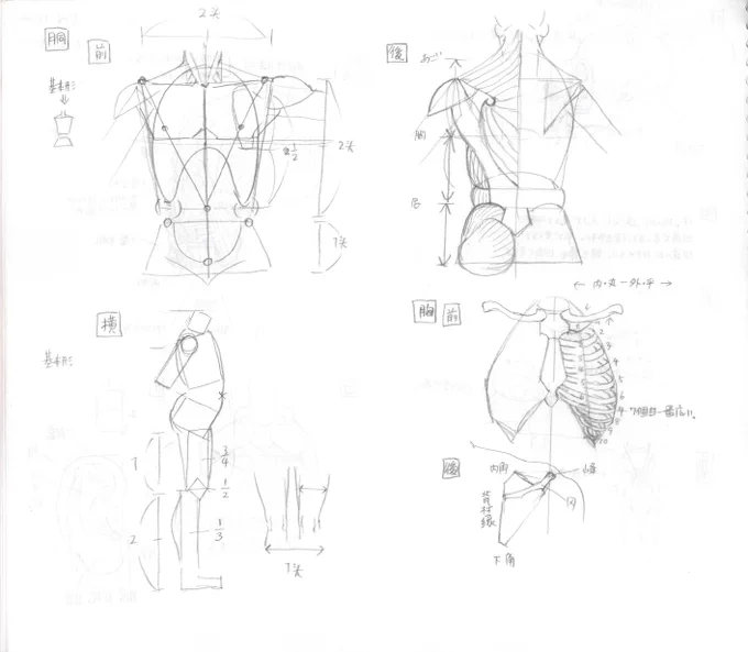 中国北京、中央美術学院に留学していた時に
とった人体のノートが火を吹く時が来たか
わかりやすい授業だったから今もときどき見てる。
手の基本形は5角形とか
中指を中心に指が広がるからシワは外に広がる様に描けとか 