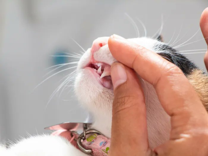 Did you know cat teeth can give you great insight into your cat’s overall health and wellbeing? Learn ➡️ How to Check Cat Teeth, Mouth, and Gums buff.ly/3scTsCH #CatsOfTwitter #Cats #CatHealth