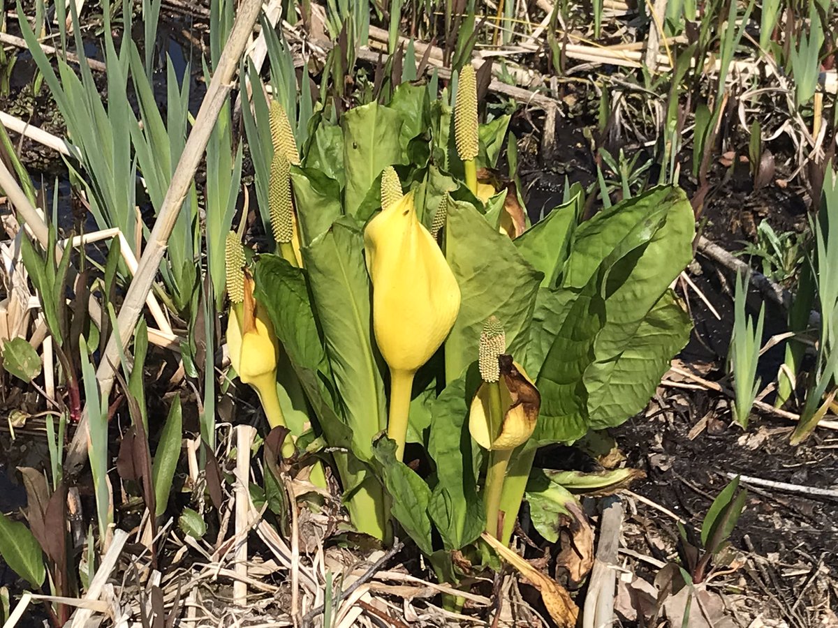 Ian Jackson tweet media