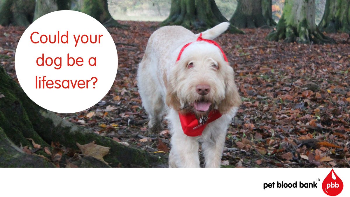 allwinds dog first aid