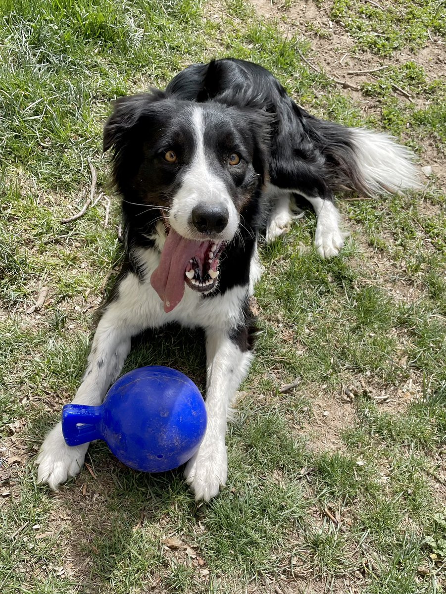 WilmaBenton19's tweet image. The Easter bunny brought Nash a Jolly Ball and he really loves it! 
#dogsoftwitter #tongeout #JollyBall