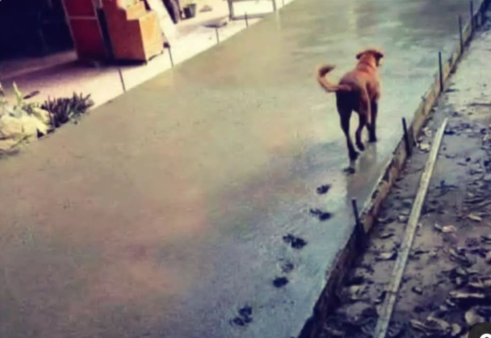 تذكر دائما أنه مهما إجتهدت لتحقيق شئ جميل، سيأتي كلب ليفسد كل ما حققته‍..🤦🏻‍♂️