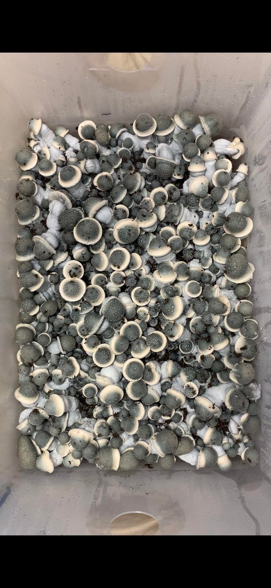 Shroom_420's tweet photo. APE different isolation from my last post.ask me many questions as you would like to 🍄🍄😊 https://t.co/3WT41cxwY2
