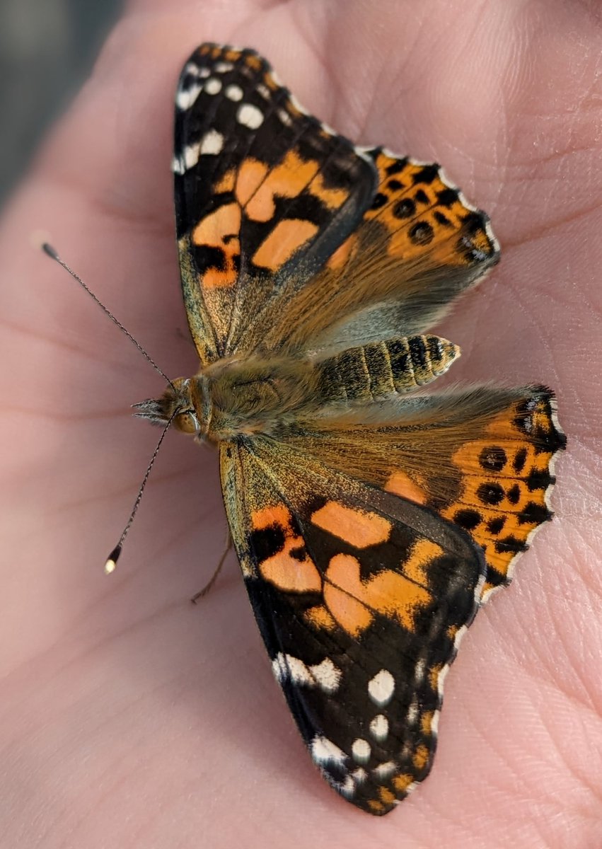 Butler County ESC tweet media