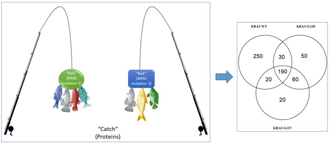 sysbioire's tweet image. New #SBIBlog out from PhD student Aoife Nolan: Go With Your Gut - a fascinating piece explaining #colorectalcancer research and #KRAS mutations. @ANolan100 @UCDMedicine @COLOSSUSEU 
ucd.ie/sbi/news/blog/…
