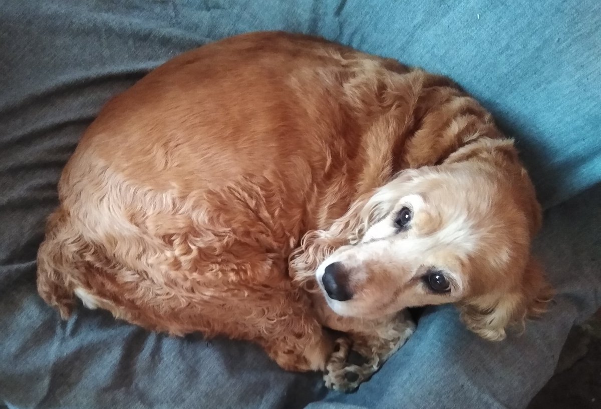 PERLA97286575's tweet photo. HOLA CORAZONES 😞FRIDA ESTA UN POCO MEJOR,ASE 15 DIAS NOTE QUE DE REPENTE SE HACIA PIPÍ DORMIDA,O LE GANABA DE REPENTE,EL VETERINARIO ME DIÓ TRISTE NOTICIA,TIENE PRINCIPIO DE INSUFICIENCIA RENAL,HAY QUE COMPRAR MEDICAMENTO Y ES CARO Y DE POR VIDA 😞NO PUEDO MAS ME SIENTO TRISTE https://t.co/jUf4oFLdzz