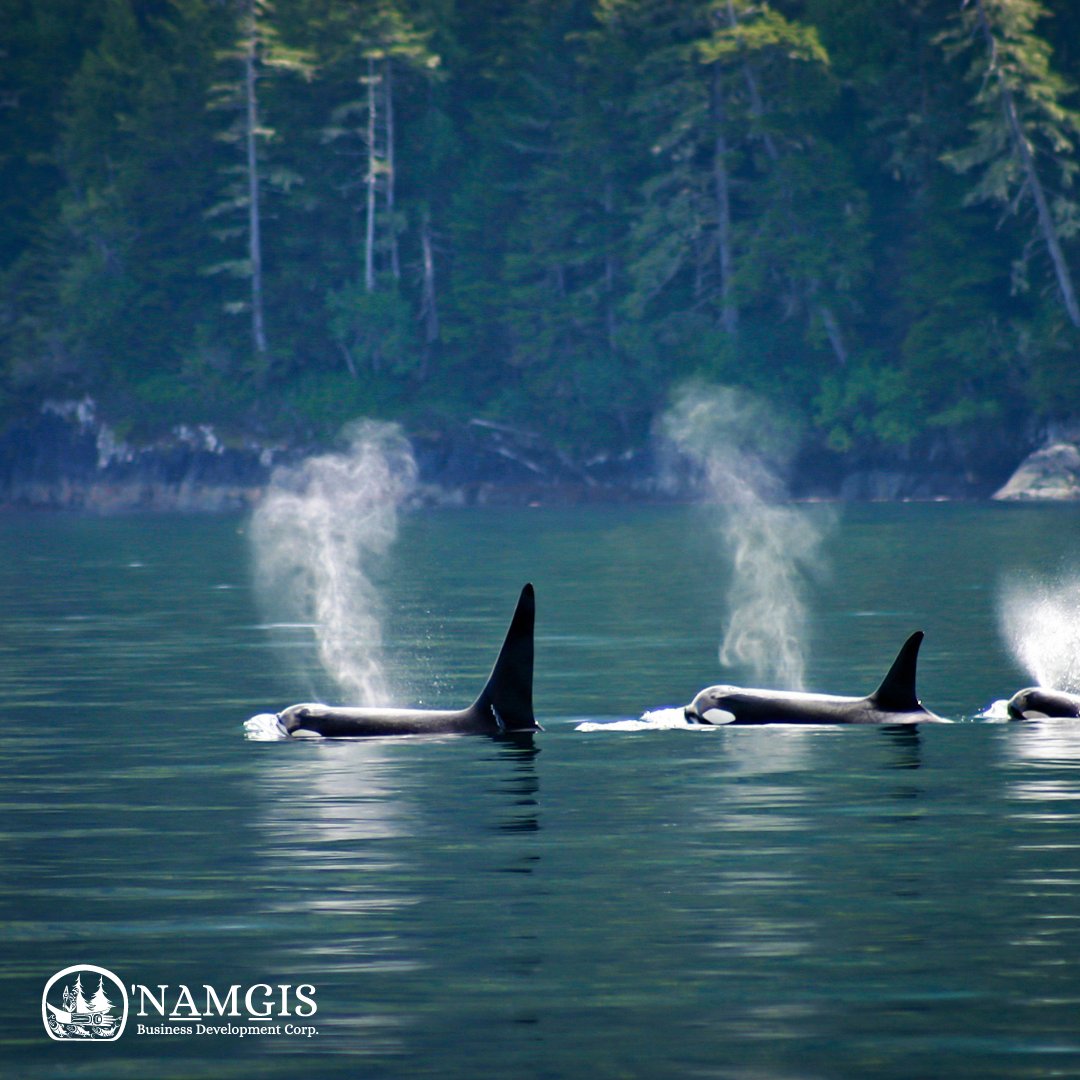 The 'Namgis Territory is home to many wonderous wildlife, like the max̌inux̌ʷ or killer whale!
#nbdc #namgis #namgisfirstnation #northisland #businessdevelopment #britishcolumbia #alertbay #portmcneill #yalisisland #indigenouspeople #indigenous #ourhome #indigenousterritory