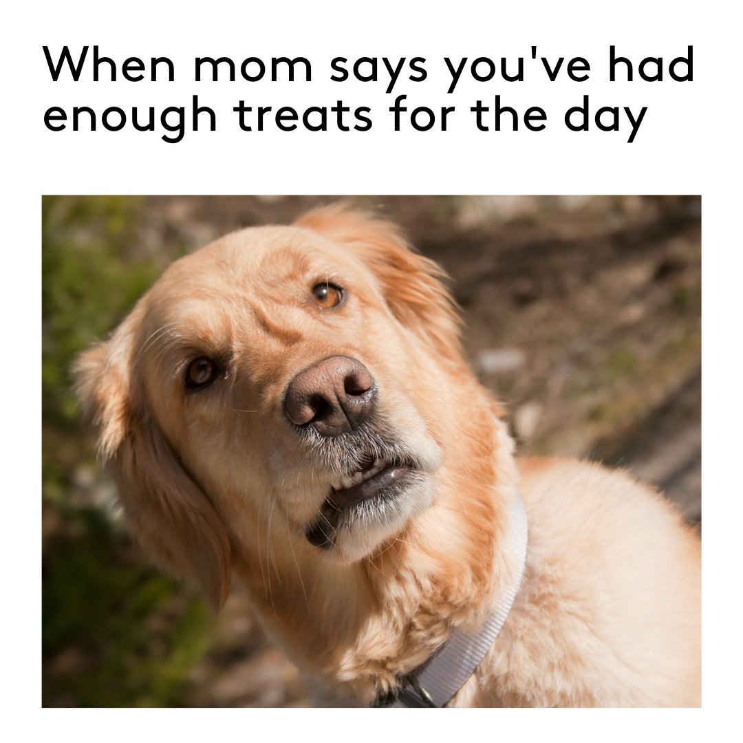 The audacity 🤯🐶 How dare she say this blasphemy?! 

While treats should be limited, make sure you're well-stocked with healthy treats: bit.ly/3JmmINN