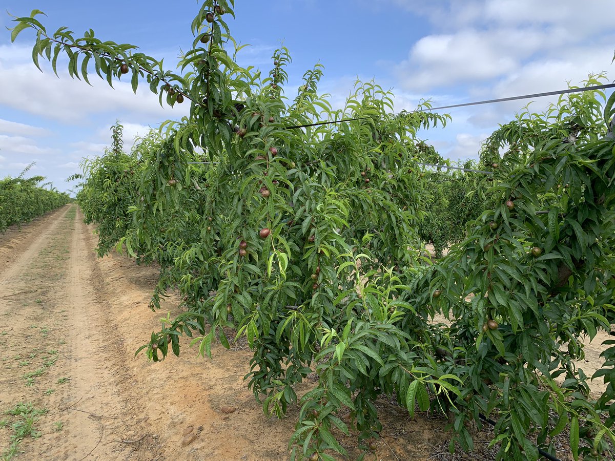 pfernandez1975's tweet photo. Aplicación vía radicular de #MicroRemover + #Blackjak en prueba de desarrollo #CropBalance de @sipcam_iberia en nectarina var.R-28 antes de endurecimiento del fruto en Valdivia (Badajoz) #bacteriasPGPR #Leonardita 🍑🦠💪 https://t.co/M5AfDrPToS
