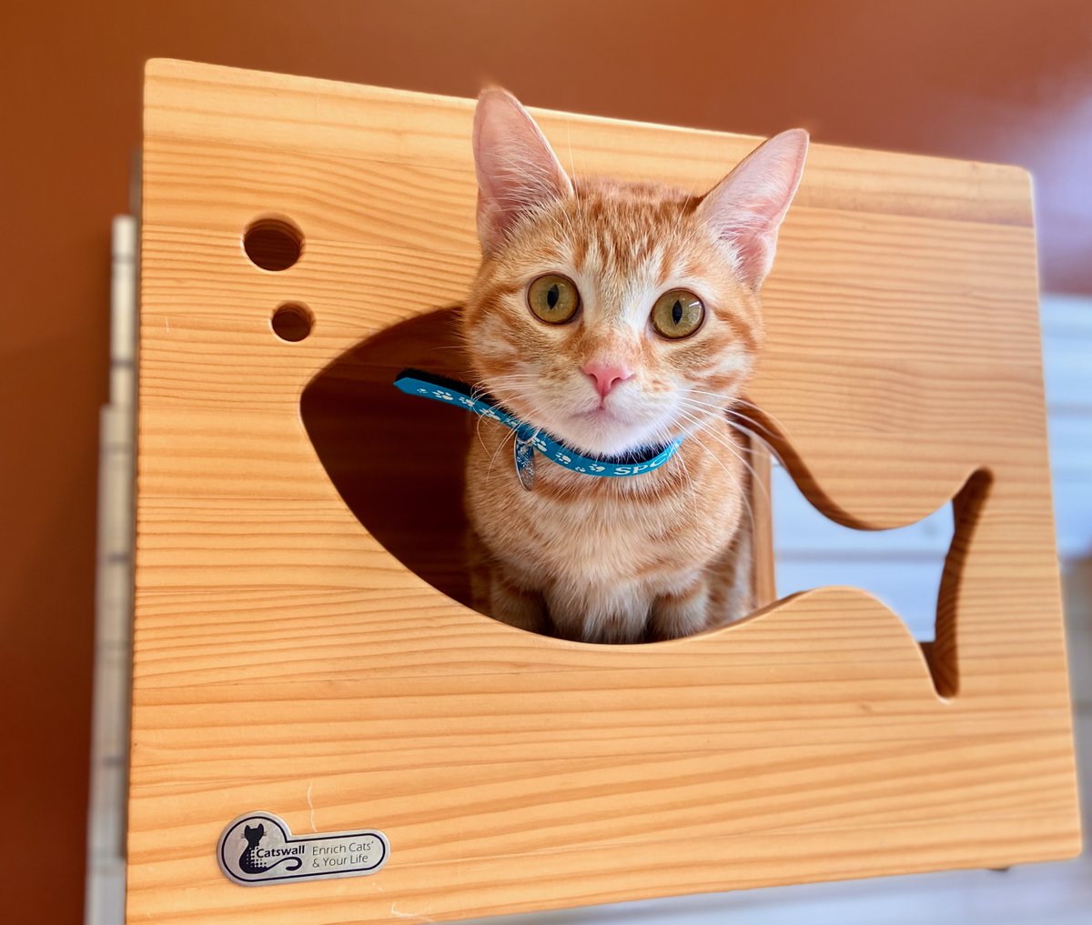 SPCAmc's tweet image. Peek-a-boo, Johana loves you!  Johana is a 1 year old sweetheart who came to the SPCA as a stray.  Johana has a lot of love in her heart and she wants to share it with you.  You can meet her at the SPCA!
#spcamc #adopt