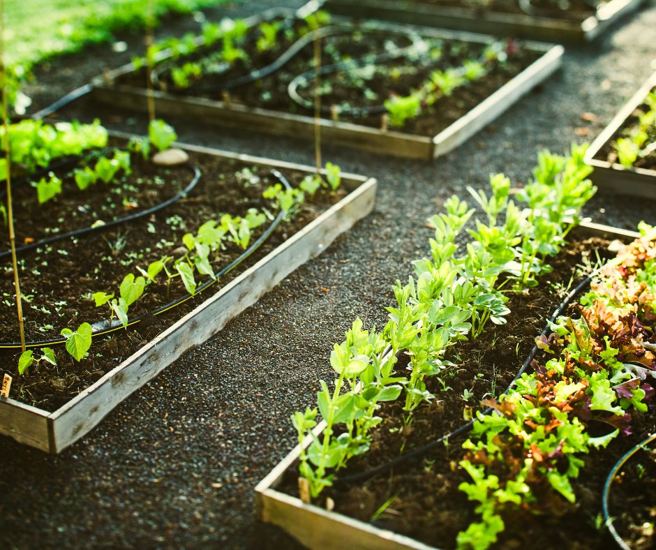 MtAiryLearning's tweet photo. Learn how to maximize the success of growing food in your backyard!

Enroll in A Beginner's Guide to Growing Food in Your Backyard today! https://t.co/CvCqmeLm9P https://t.co/Bv7QOlbee3