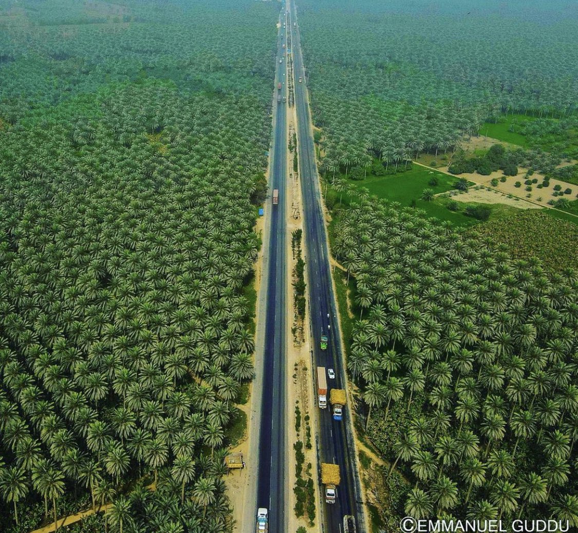 Date trees spread across the landscape in Khairpur, Sindh, Pakistan.

Photography by <a href="/emnpk/">Emmanuel Guddu 🇵🇰</a> 

#travelbeautifulpakistan #sindh #pakistan
