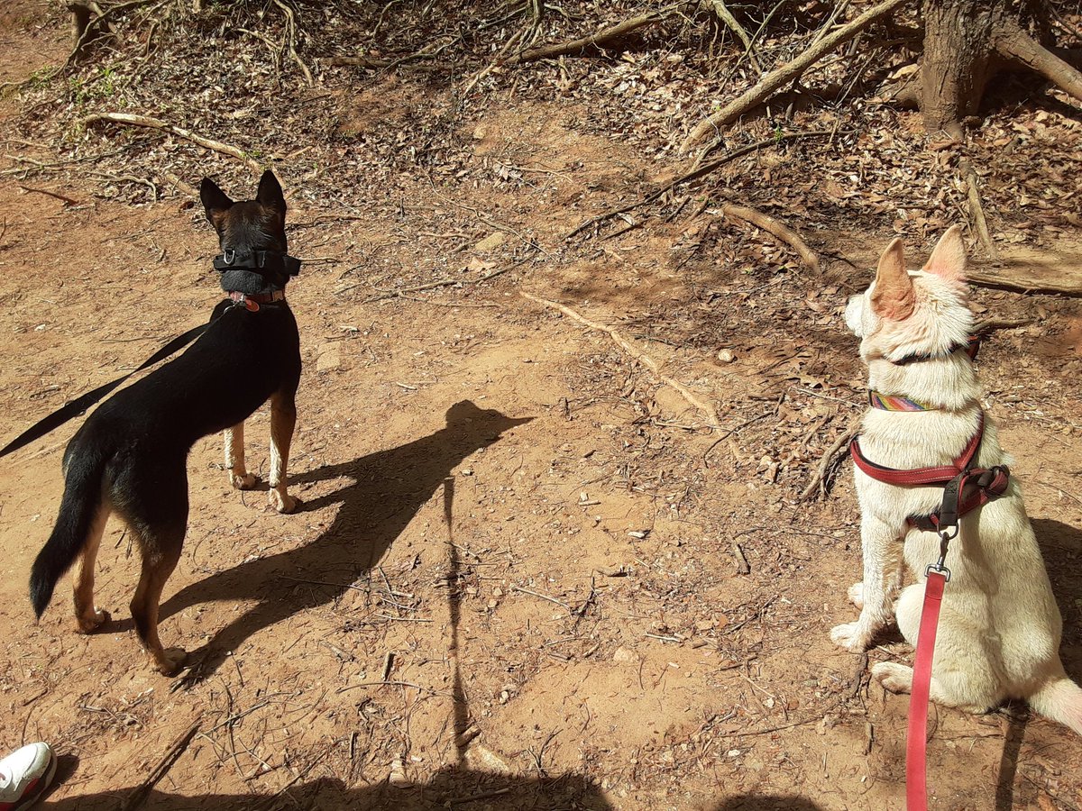 _Jiinnxx_'s tweet photo. We ain't posted for a bit, I was sick for a few months; this is service doggo Mage and his sdit brother Ghost on our previous hiking adventure. https://t.co/qUIjFDlxK8