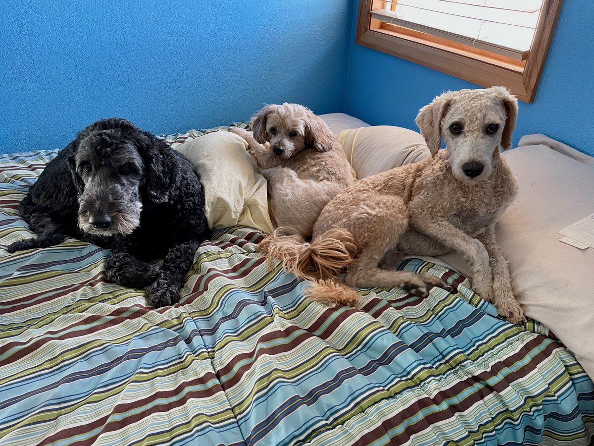 dgoodkin's tweet photo. I have to say, I think I have the best view from my office workstation. #DogsOfFreeBSD https://t.co/ULzEYE3xoS