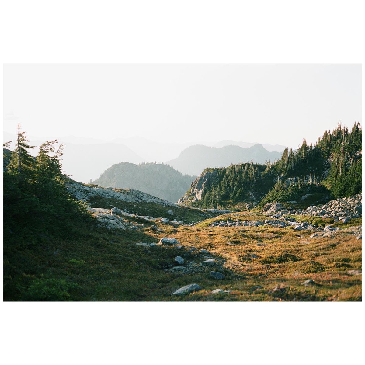 forestoutside's tweet photo. Some morning Portra 400 🎞 https://t.co/9FclF8HLhF