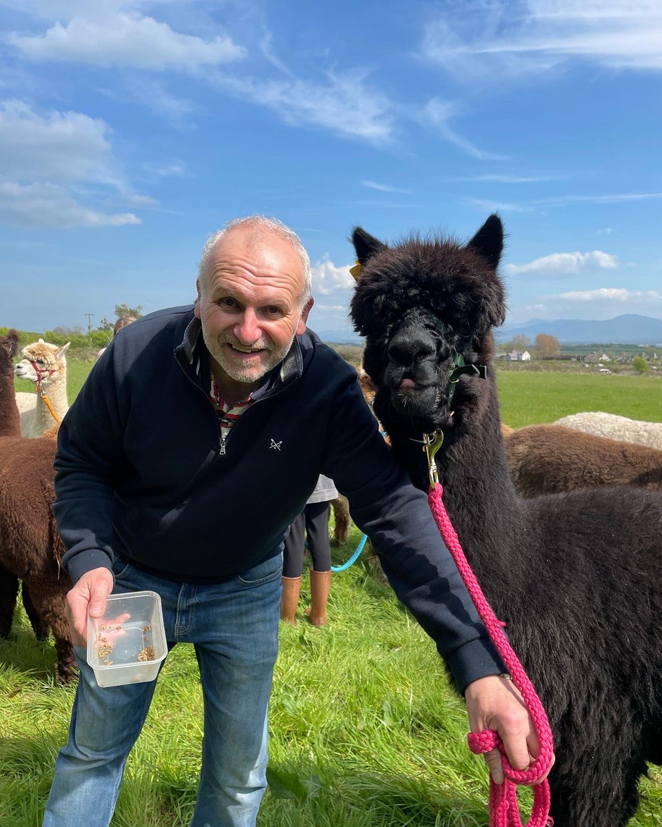 Anglesey Alpacas tweet media