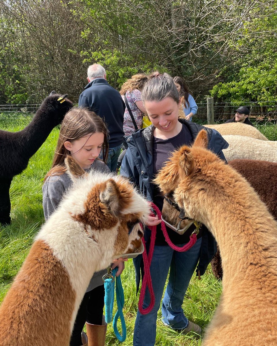 Anglesey Alpacas tweet media