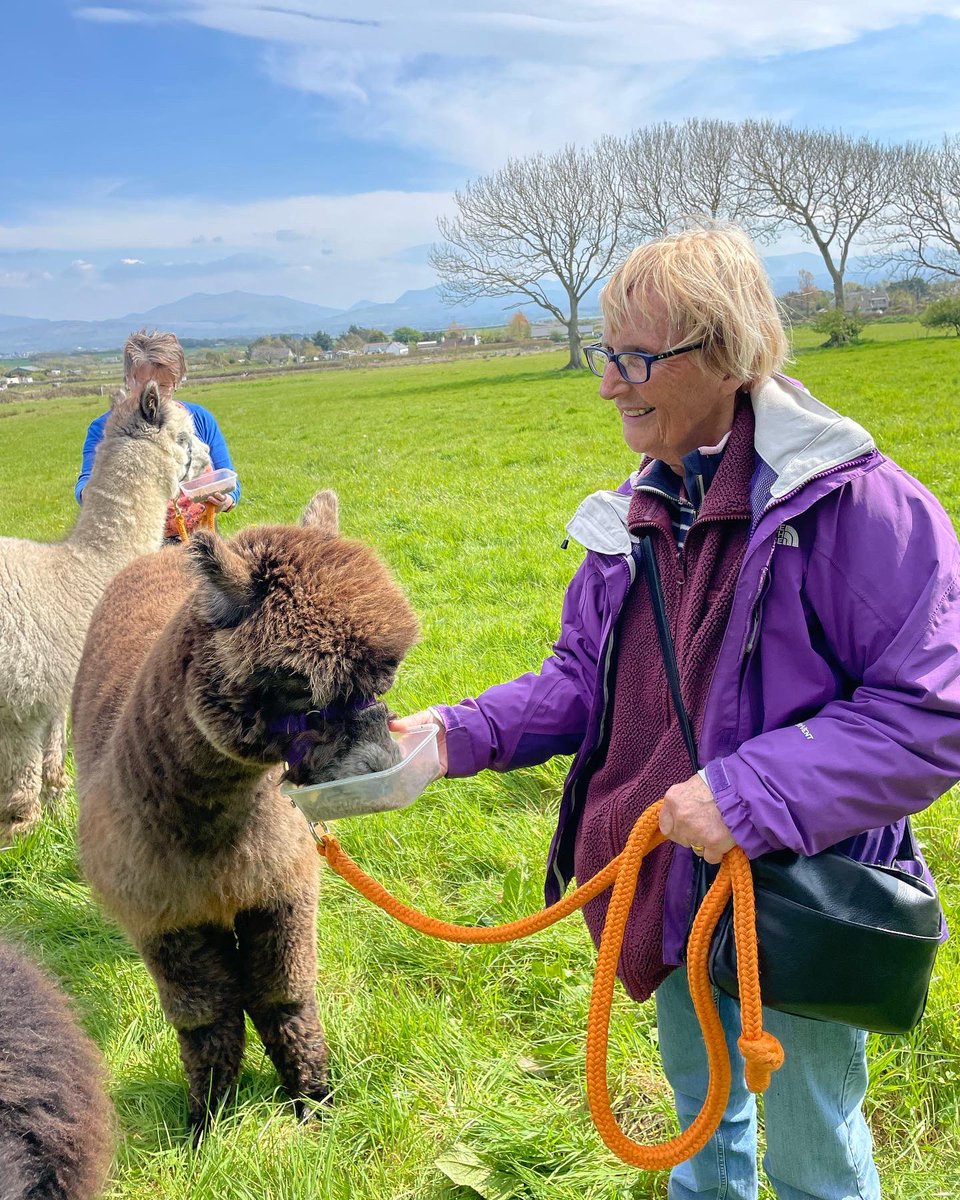 Anglesey Alpacas tweet media