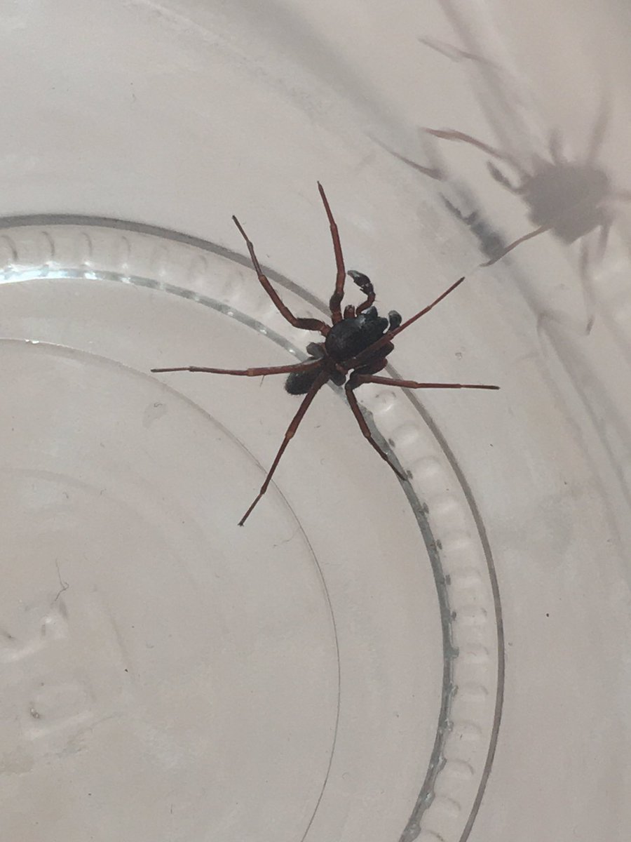 Sánchez García Aldo (@aphexmaldo) on Twitter photo Hola <a href="/Arachno_Cosas/">Soy aracnólogo, pregúntame lo que quieras</a>. Solo para preguntar a que familia pertenece esta pequeña visitante y si es de importancia médica. Desde luego, ya fue reubicada. Saludos. Hola <a href="/Arachno_Cosas/">Soy aracnólogo, pregúntame lo que quieras</a>. Solo para preguntar a que familia pertenece esta pequeña visitante y si es de importancia médica. Desde luego, ya fue reubicada. Saludos.
