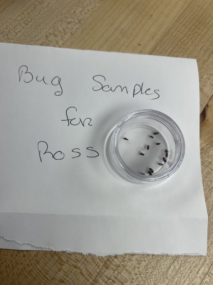 flee_bee_2003's tweet image. Gotta love when you work in the office one day a week and you become the office entomologist. #ewwwww #bugidentifier #gross