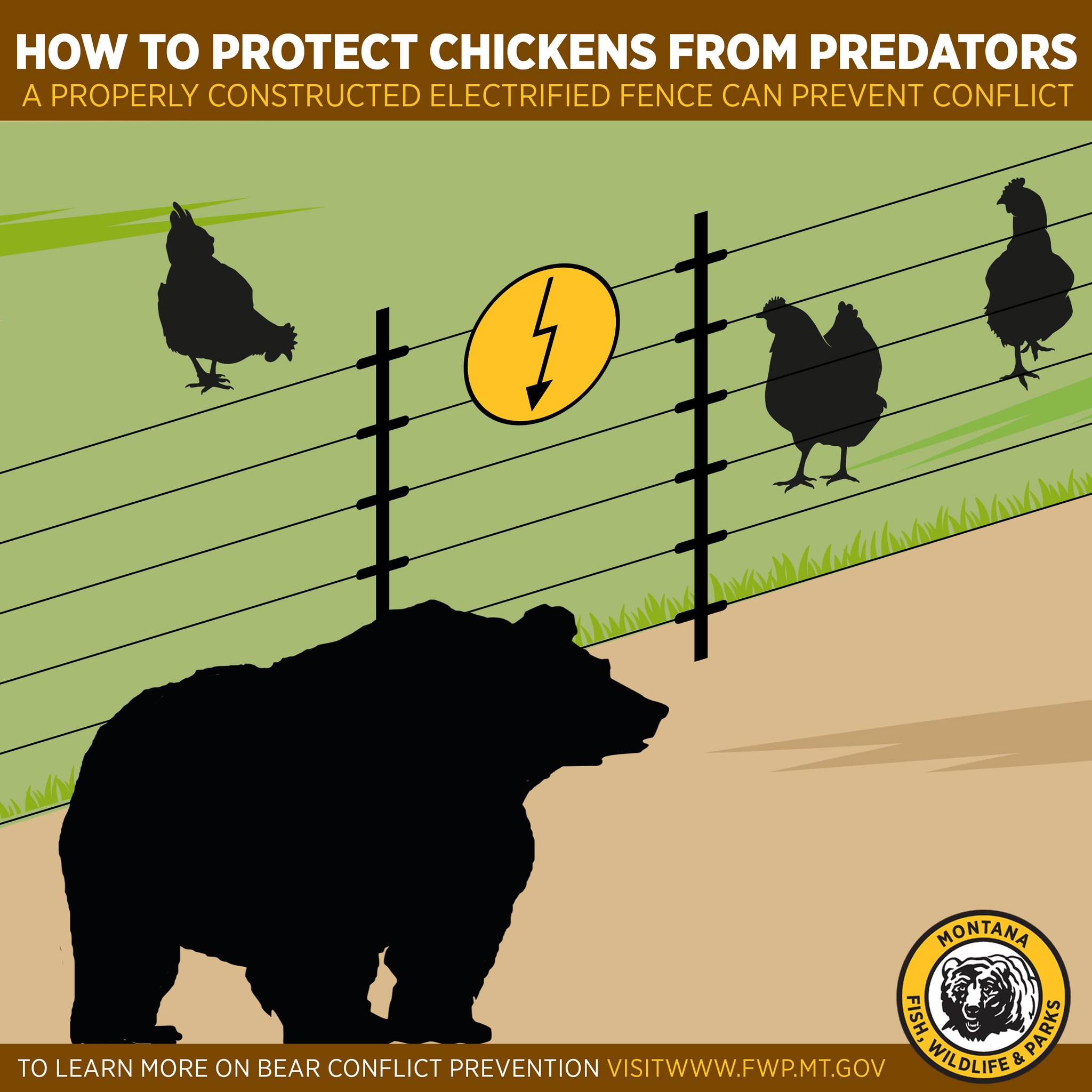Montana FWP on Twitter "Do you have chickens or considering chickens