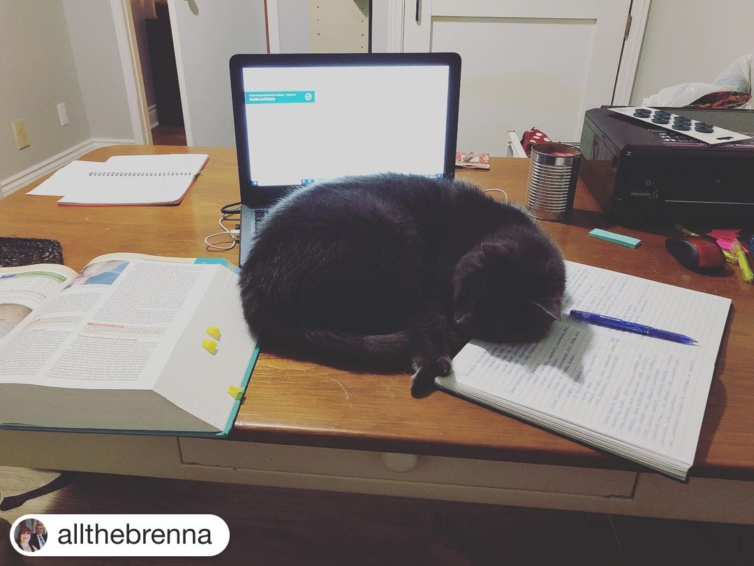 PennFoster's tweet image. @allthebrenna, if Nimoy has anything to say about it, it&apos;s time to take a break! #PetsOfPennFoster 🐱
・・・
Well I a guess that’s break time for me. He’s way too cute to disturb even if he is totally in my way.  #vettechstudent  #pennfoster #nimoythekitty