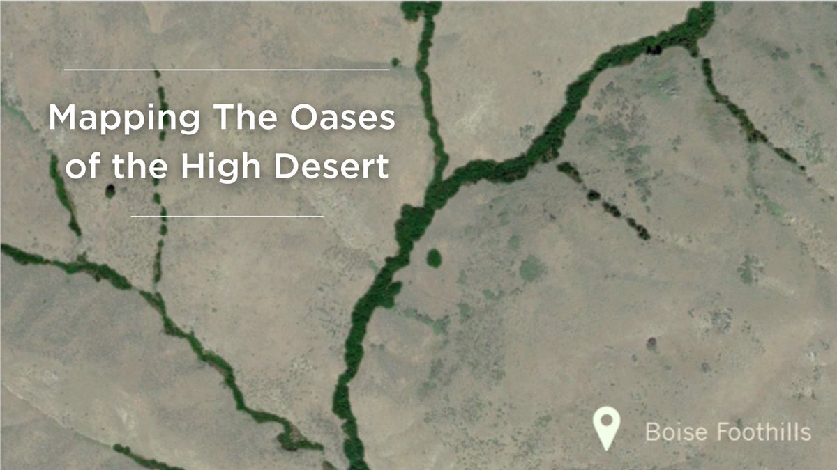 BoiseStateIFITS's tweet photo. Learn how growing up in a "sagebrush sea" inspired Claire Vaage to get involved in research and conservation efforts. Join the Lightning Talks at 9am tomorrow morning, April 22! 
🔗https://t.co/1E3wcxXjnw 
#URS2022 #URW2023 @BSUBiology @BoiseState @VaageFisheries https://t.co/kbps2Wrro7
