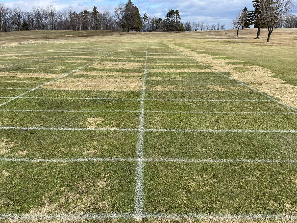 Paul Koch (@plkoch2) on Twitter photo I remain convinced that snow mold is the most photogenic of all the turf diseases <a href="/MarquetteGolf/">Marquette Golf Club</a> <a href="/kurtaculous/">Kurt Hockemeyer</a> I remain convinced that snow mold is the most photogenic of all the turf diseases <a href="/MarquetteGolf/">Marquette Golf Club</a> <a href="/kurtaculous/">Kurt Hockemeyer</a>