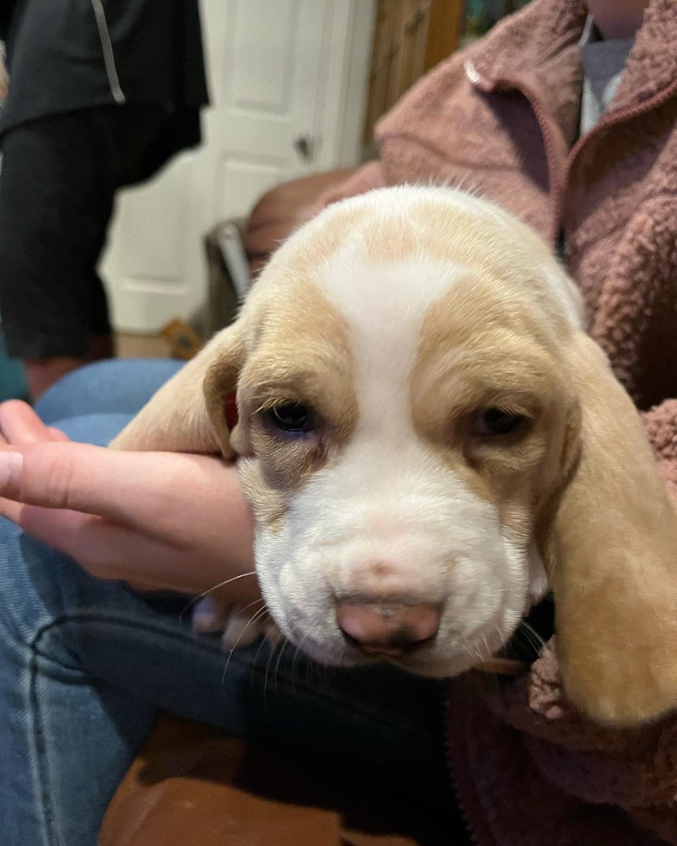 Jacobmmaldo's tweet photo. We are getting a puppy basset hound! 🙌🏽 https://t.co/C6BnX5BLFj