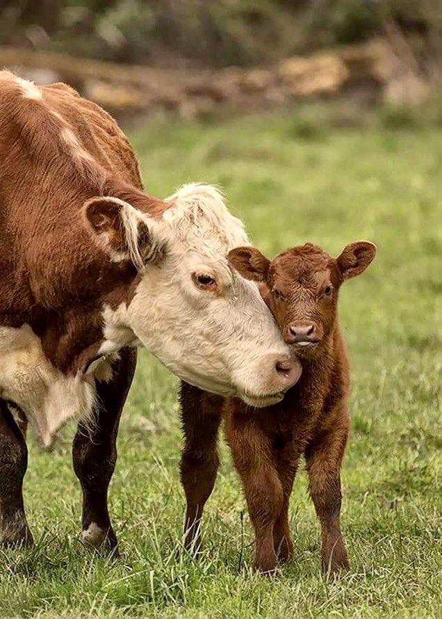 enGatadas_AB's tweet photo. Su leche para su bebé. Sus vidas para vivirlas porque tienen capacidad de sentir y disfrutar. 
 No podemos salvarles a todos pero sí al que vendría a nuestro plato.
Son los “otros” que merecen ser queridos como los “nuestros” https://t.co/GZ2ueAFbRs