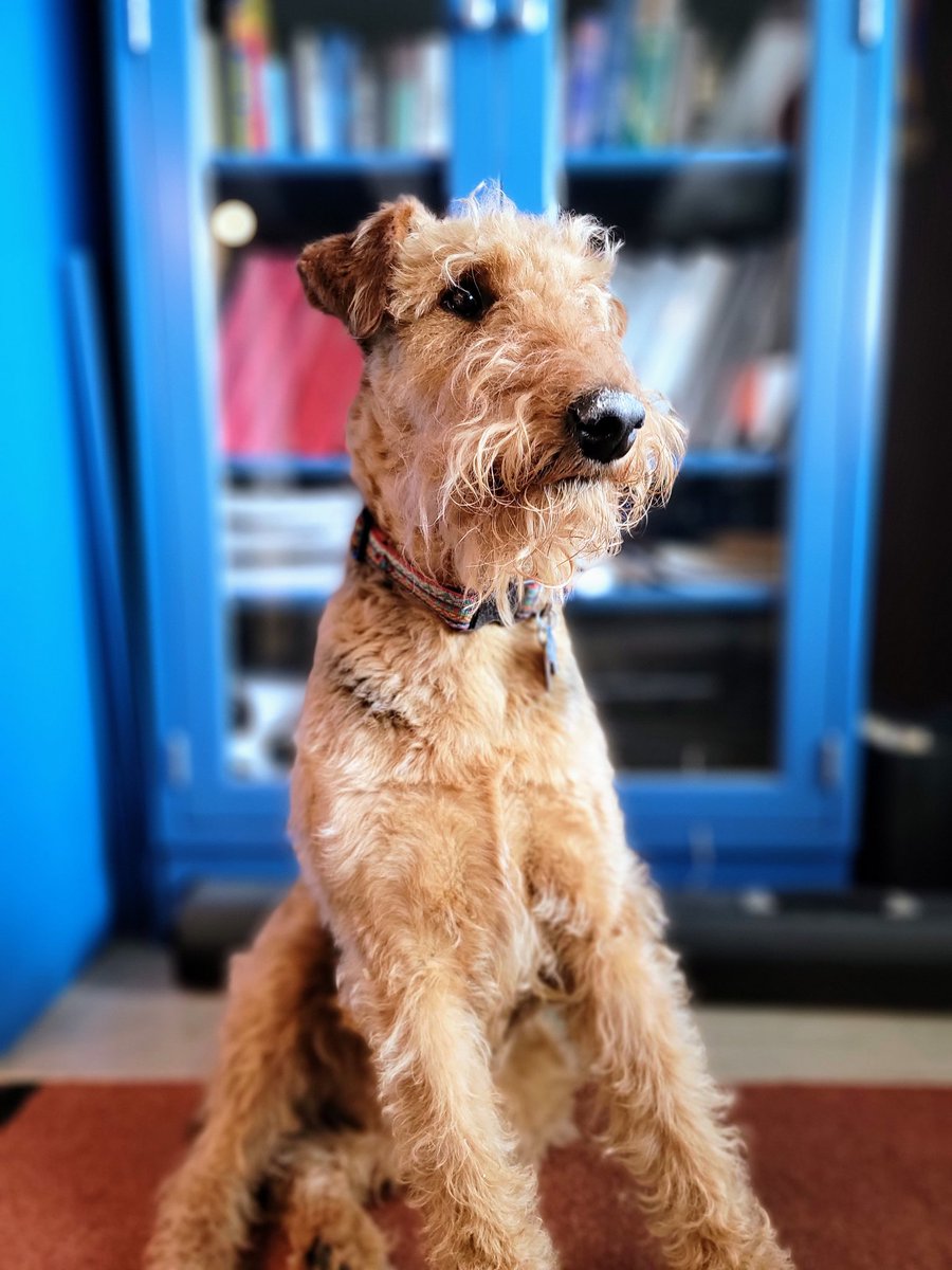 WKCosmo's tweet photo. Ada is helping at the office today. #PhysicsDogs π€ https://t.co/CEwnWk07fM
