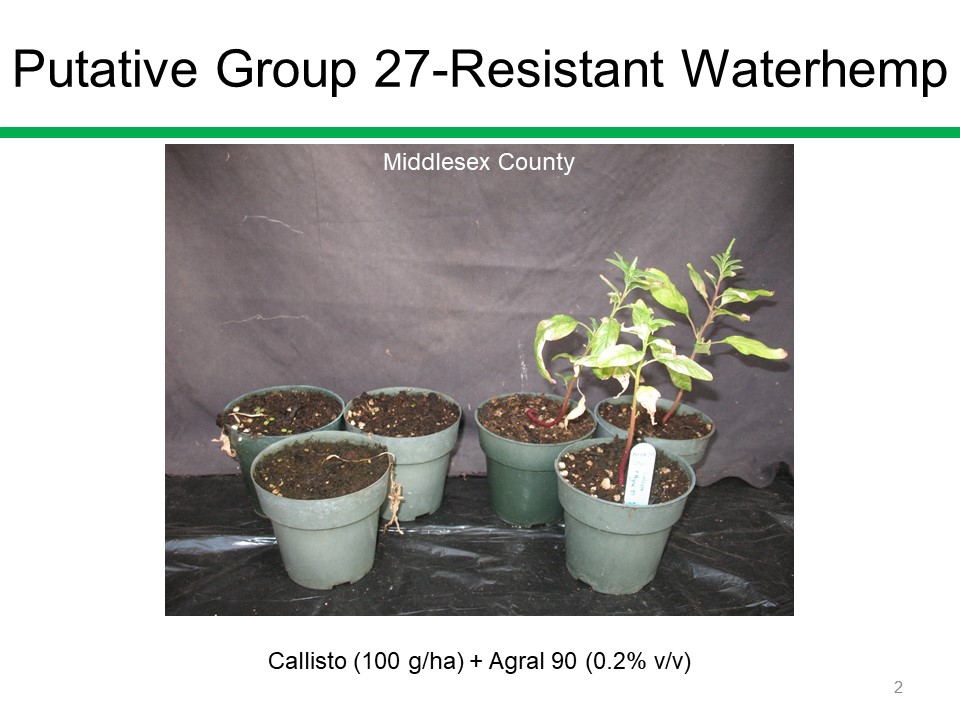 Group 27-resistant waterhemp has been confirmed in Essex, Chatham-Kent, Lambton, Elgin, Middlesex,   Northumberland, and Stormont-Glengarry-Dundas counties in Ontario. Please note in the picture - three waterhemp plants were susceptible and three were resistant to a Group 27.