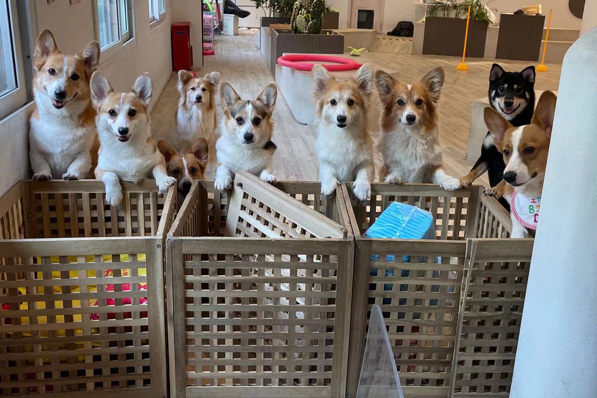 SavethemDAO's tweet photo. #gm These are the puppies we helped with during the epidemic in Shanghai. Their parents were quarantined. https://t.co/2cA3O12ZAb