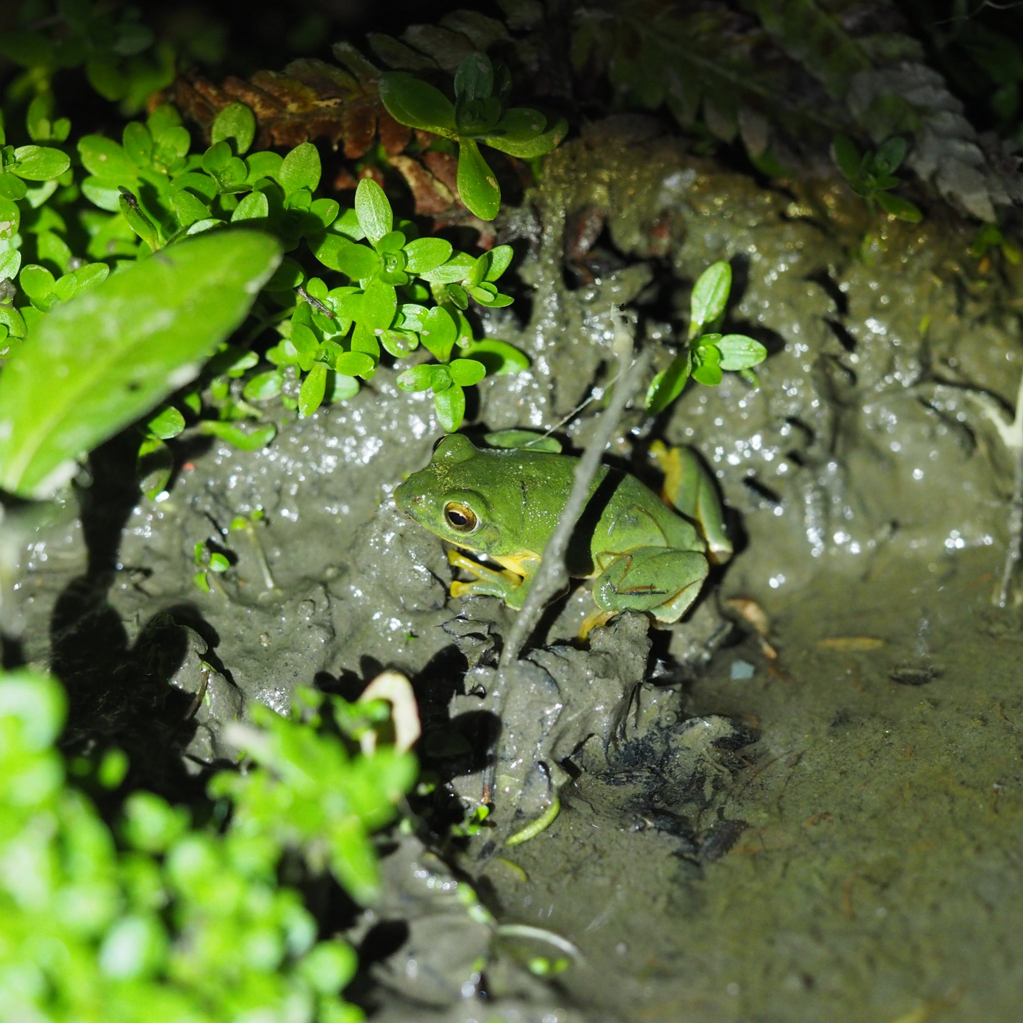 uchikoさま確認ページ♡ Sachiko🐸 (morisachi713ENG@) / X