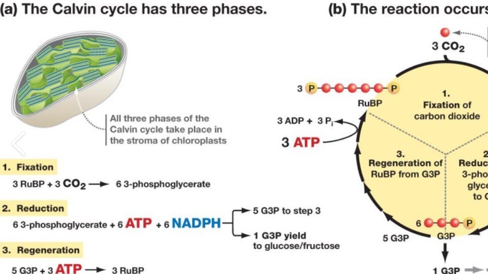 MELVIN CALVIN Prof Univ #Berkeley.  after Hiroshima stud~ react~ in frm~ sugar plants change lght 2 chem. enrgy transf~ an elect. in pigment. The mapping of carbon assim~- photosynthesis- #NobelPrize 1961. #thursdaymorning #thursdayvibes #AI #Biology #Science #NEET2022 #NEET2023