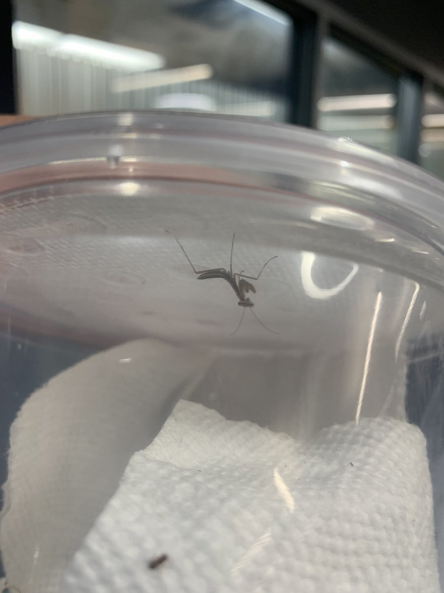 OP Library (@library_op) on Twitter photo Look who else arrived in the libraryβ¦.? Three baby praying mantises πCome visit the library and watch them grow. Stay tuned for updates. <a href="/OP_HWDSB/">Orchard Park</a> Look who else arrived in the libraryβ¦.? Three baby praying mantises πCome visit the library and watch them grow. Stay tuned for updates. <a href="/OP_HWDSB/">Orchard Park</a>
