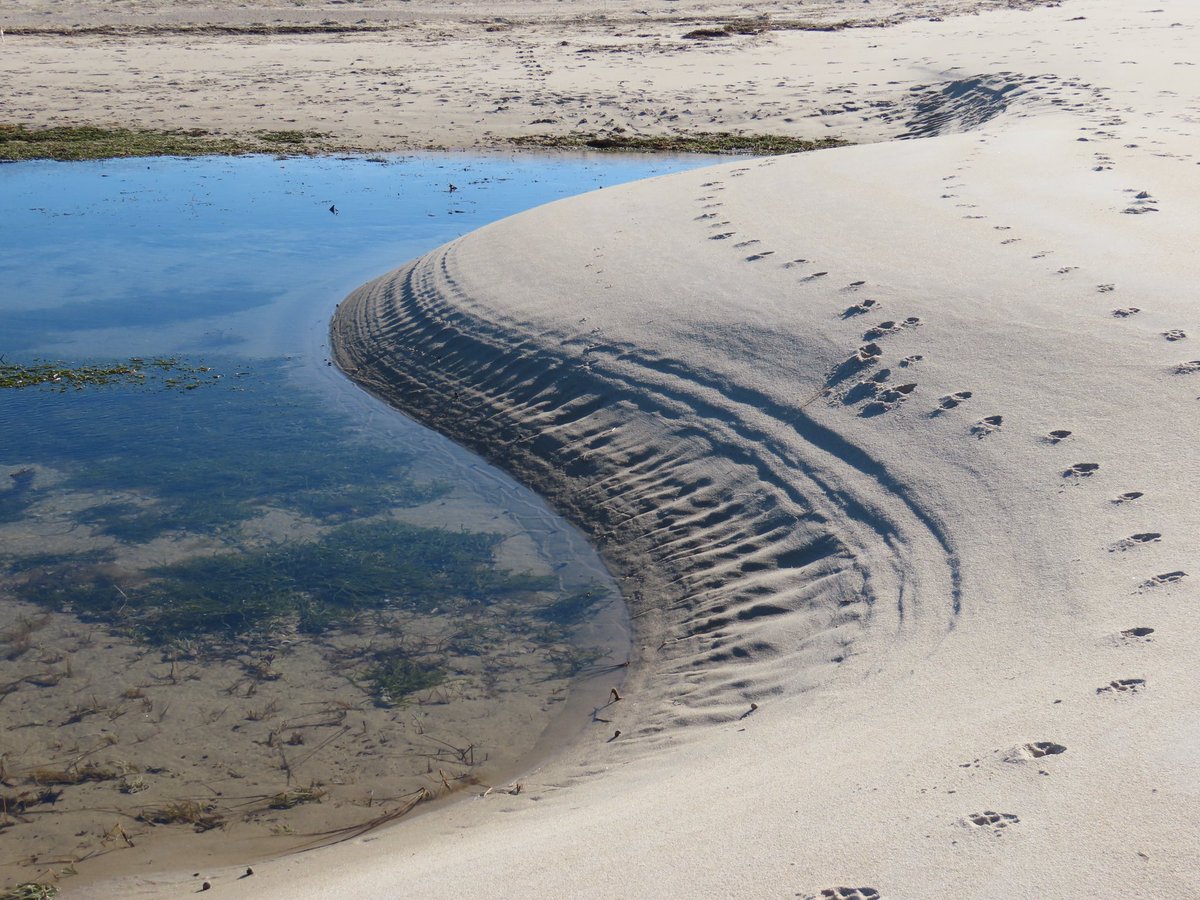sdoppler2's tweet image. Some Cape Cod Bay sights and designs, at Crosby Stills Nash Landing Beach. 
#AprilTextureChallenge
