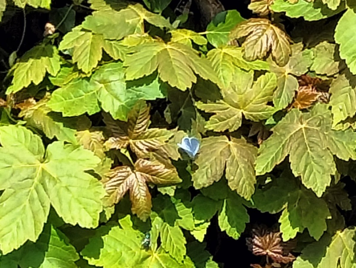 chezza105's tweet image. Blue butterfly 🦋