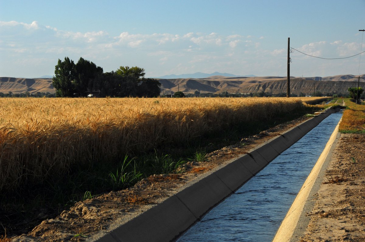 A concrete-lined ditch runs alongside a wheat field