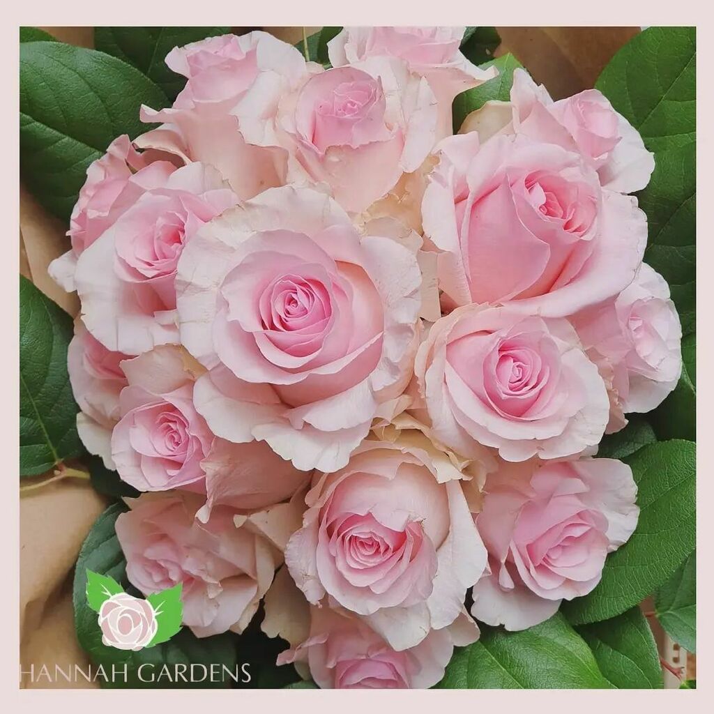 Hannah_Gardens's tweet photo. 🌸The rose variety nena is one of our favorites for💐 mother's day, its colors and shape are perfect for this occasion.🌺🌱
Call us at 📲786 5401196
.
.
.
.
.
#bestflowerspics #nature #love #flowers #rosepetals #beautiful #farmfresh #petals #sendflow… https://t.co/eJBdaSAJYU https://t.co/cKrmiqRq7z