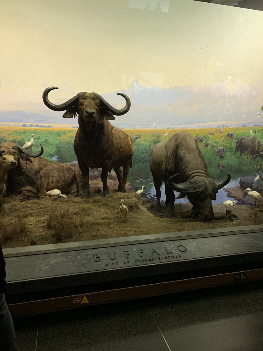 samuelstarr's tweet photo. Been doing some research whilst on my holiday. Can confirm Buffalos are heavyweights in the game - they will go far in Africa’s/World’s hardest land animal. Shout out to the Giant Eland too - hadn’t heard of these before but hope they get a shot as they’ve got some bulk https://t.co/T7oldkqN3D