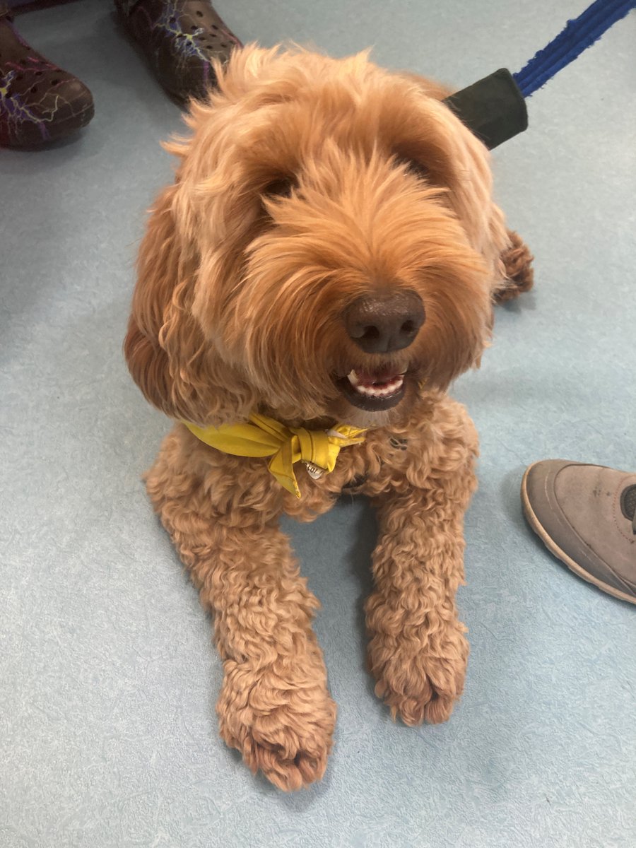 Oncology Practice Development Team (@oncology_pd) on Twitter photo Always a pleasure to see Aggy the cockapoo and her owner Viv. Lots of joy was spread today with this lovely smile <a href="/PetsAsTherapyUK/">Pets As Therapy</a> Always a pleasure to see Aggy the cockapoo and her owner Viv. Lots of joy was spread today with this lovely smile <a href="/PetsAsTherapyUK/">Pets As Therapy</a>