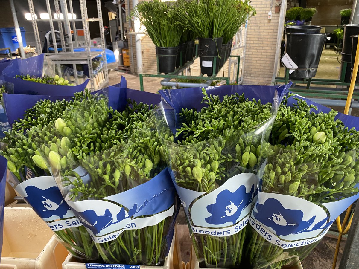 PenningFreesia's tweet photo. Zware jongen morgen op veiling #floraholland : de nieuwe helderwitte   #freesia ‘Yukon’ met code 33 https://t.co/KdGYD7WuFZ