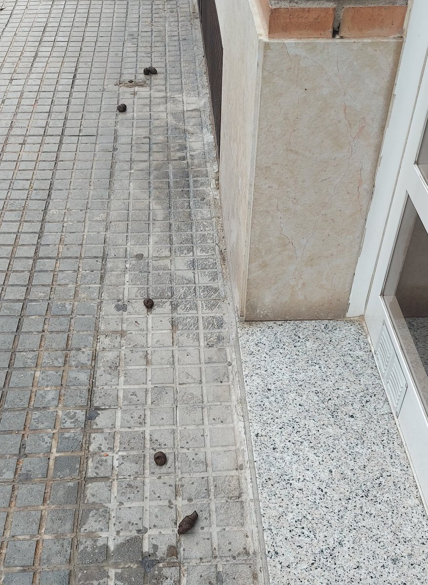 marcmata13's tweet photo. Esto no es incivismo, es una cerdada. Si tienes perro, recoge sus excrementos. No puede ser que en la puerta de tu casa te encuentres esto porque haya gente que no recoja la caca de su perro. 😤😡 #Ripollet #cerdada #incivismo https://t.co/i9VPYSGA8p