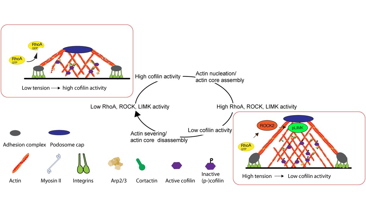 ExtracellMatrix's tweet photo. Collaborators at @QMULSEMS and @HKUniversity studied the impact of #MatrixStiffness and pressure on vascular smooth muscle cells with implications in #AtheroscleroticDisease progression.
Full article in @ScienceAdvances:
📝: https://t.co/IRwDeTJUzu https://t.co/mBWSnS04cz