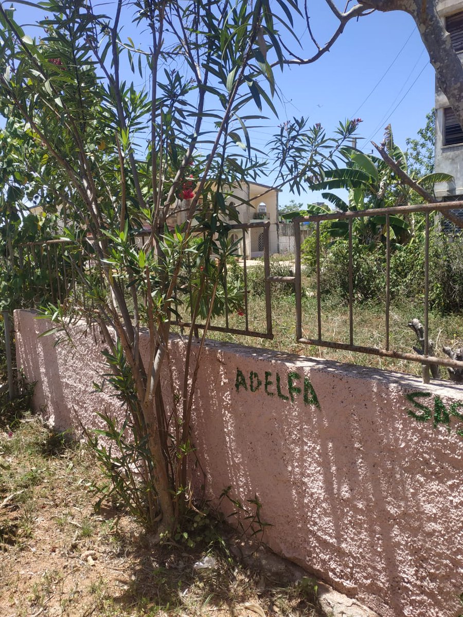 YuniseyG's tweet photo. Nuestros consultorios médicos en  #Cárdenasenvictoria aplican la MNT como medicina alternativa y la siembra de plantas medicinales en el CMF 29 del Moncada se realizan por el médico y la enfermera.
#PorCuba #Cardenasenvictoria #Vamoscontodo https://t.co/5BGS4XT7mM