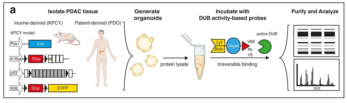 A team at the <a href="/Behrens_Lab/">Behrens lab</a> used activity based-proteomics, patient-derived organoid models, and murine genetic models to find that USP25 promotes pathological HIF-1-driven metabolic reprogramming and is a potential therapeutic target in #PancreaticCancer.
go.nature.com/3L5MaaS