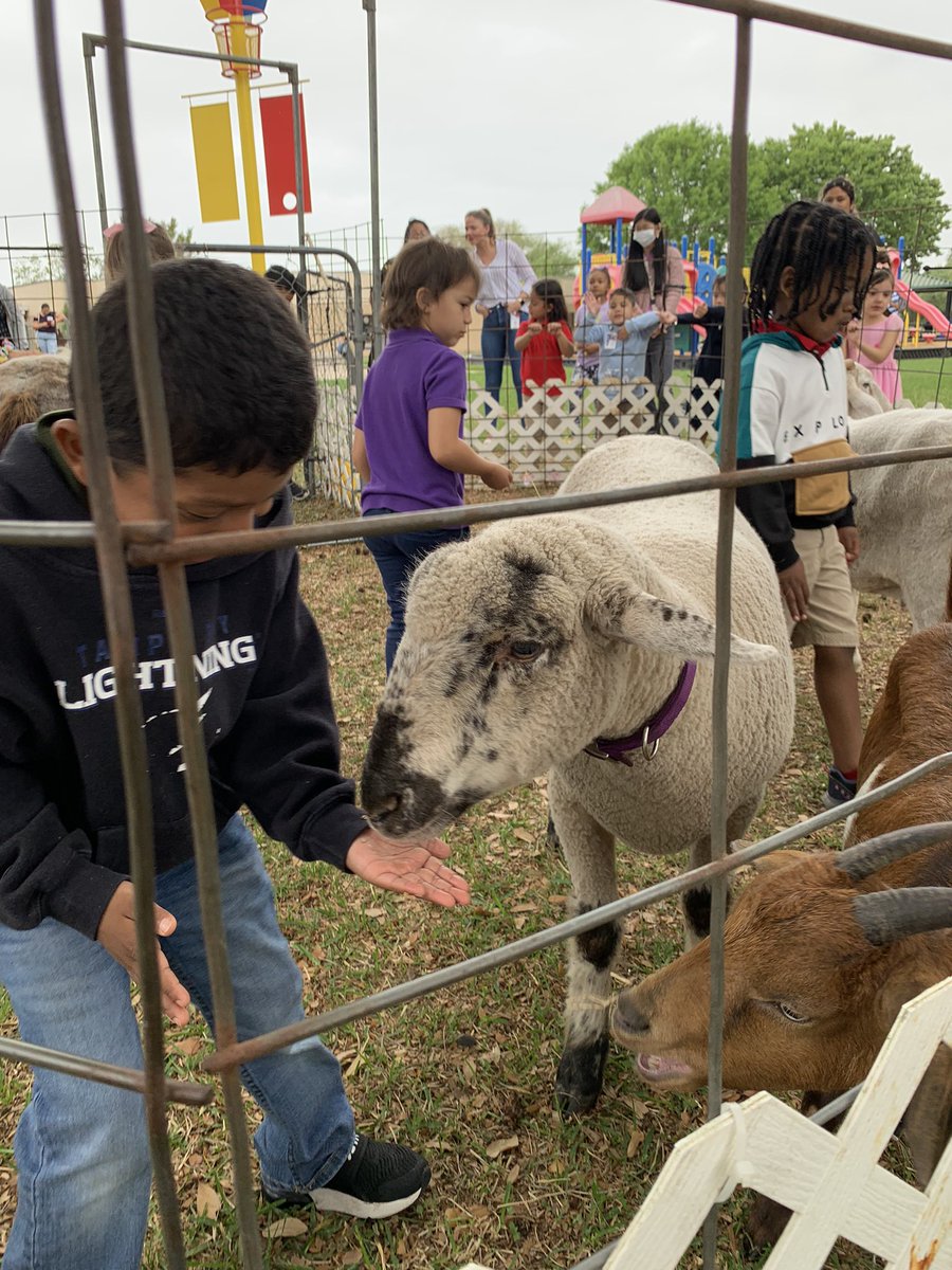 Alexander_AISD's tweet image. Wonderful petting zoo visit with @RaveMiss Ss!