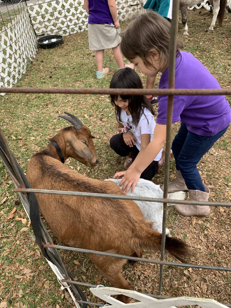 Alexander_AISD's tweet image. Wonderful petting zoo visit with @RaveMiss Ss!